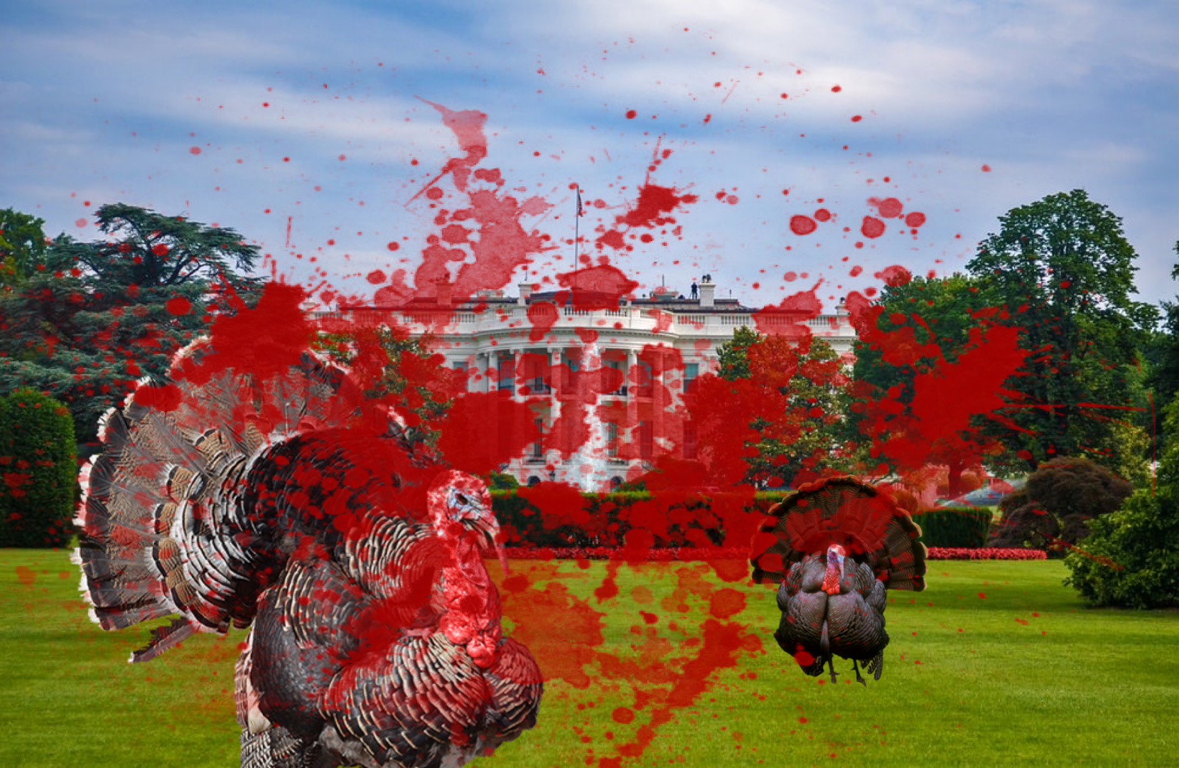 Turkeys Decide Not To Pardon Humans This Year